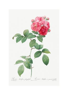 Róża wielokwiatowa różowa Plakat