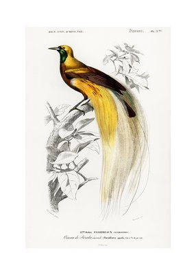 Cudowronka wielka vintage