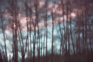 Odbicie drzew w wodzie Plakat