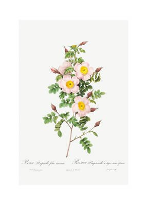 Jasnoróżowa dzika róża