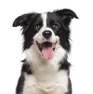 Pies border collie Plakat