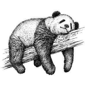 Panda na drzewie Plakat