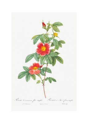 Czerwona róża girlandowa