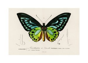 Ornithoptera vintage