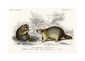 Szopy pracze vintage