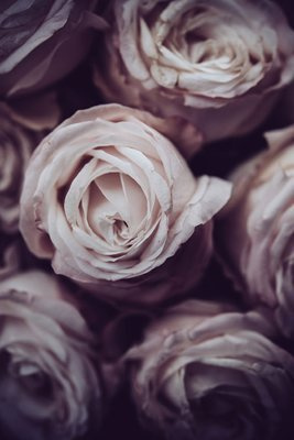 Beżowe róże Plakat