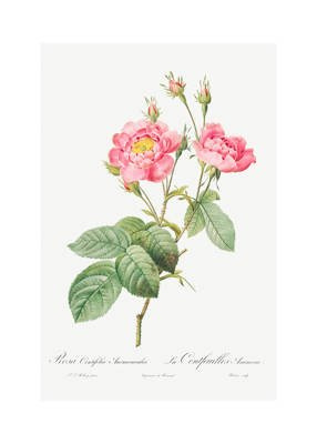 Gałązka róży różowej