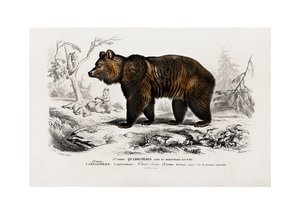 Niedźwiedź vintage