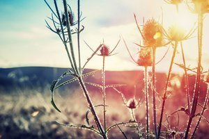 Łąka o zachodzie słońca Plakat