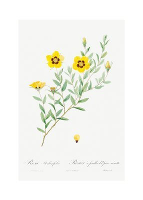 Żółta róża perska