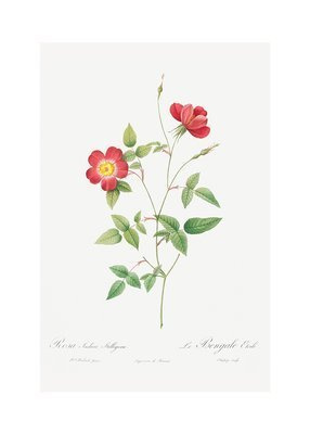 Delikatna czerwona róża Plakat