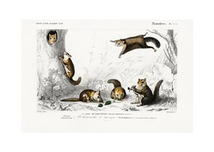 Polatuchy, latające wiewiórki vintage