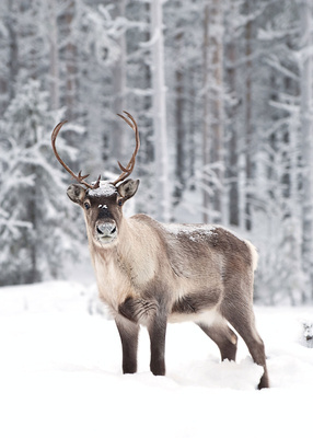 Renifer Plakat z serii Skandynawia