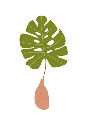Monstera Plakat