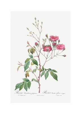 Gałązka różowej róży