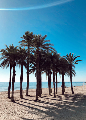 Palmy, Hiszpania Plakat