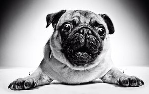 Czarno-biały mops Plakat