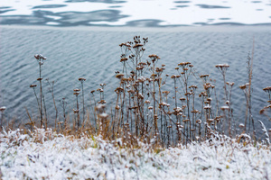 Zimowa łąka Plakat z serii Skandynawia