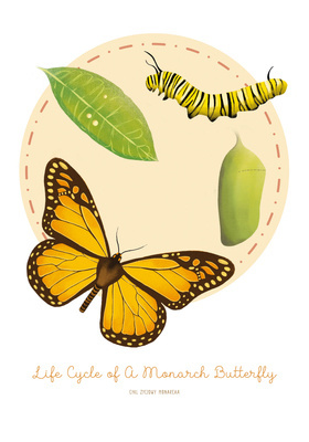 Cykl życia motyla - Plakat edukacyjny Montessori