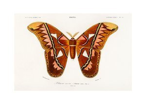 Pawica atlas, ćma vintage