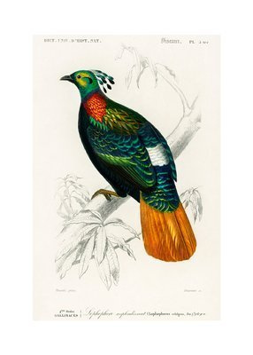 Olśniak himalajski vintage