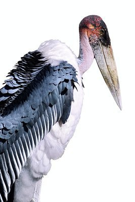 Marabut afrykański Plakat